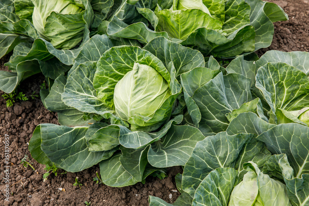 Cabbage growing in a farmer's field Cabbage growing in a farmer's field