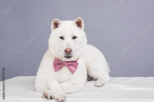Kishu Inu white japanese beautiful dog middle size © Polina Anisiforova