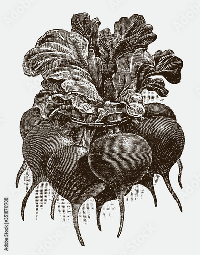 Beautiful group or bunch of little red radishes, after a historical engraving from the early 20th century