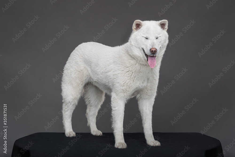Kishu Inu white japanese beautiful dog middle size