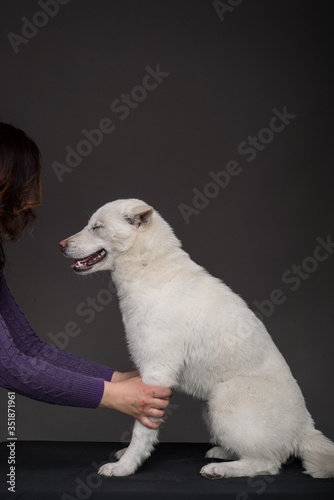 Kishu Inu white japanese beautiful dog middle size photo