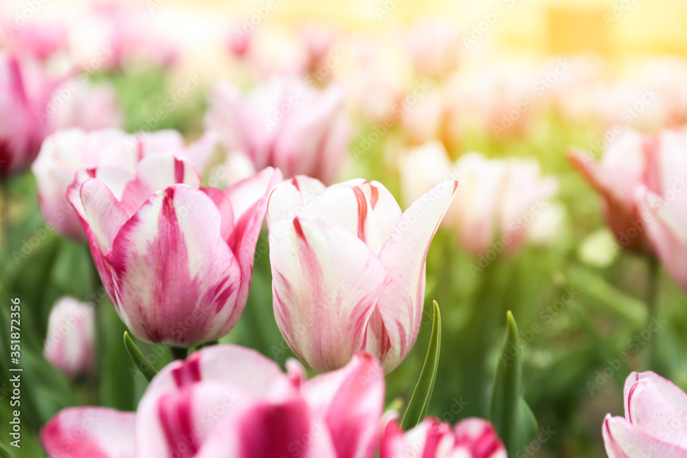 Beautiful blooming tulips outdoors on spring day Beautiful blooming tulips outdoors on spring day