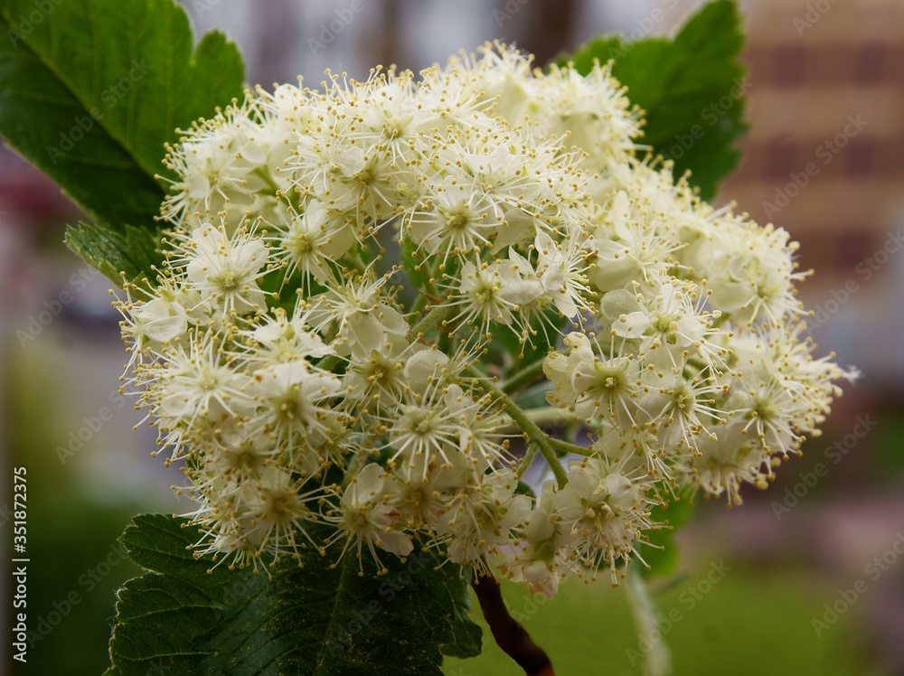 sorbus intermedia tree with green foliage and white flowers sorbus intermedia tree with green foliage and white flowers