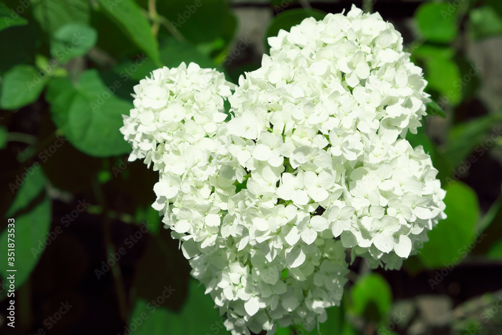 White hydrangea inflorescence, close-up. Beautiful white flowers.