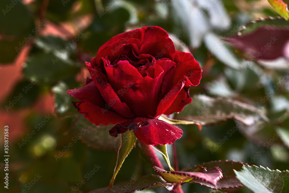 Fototapeta premium Beautiful rose with red petals