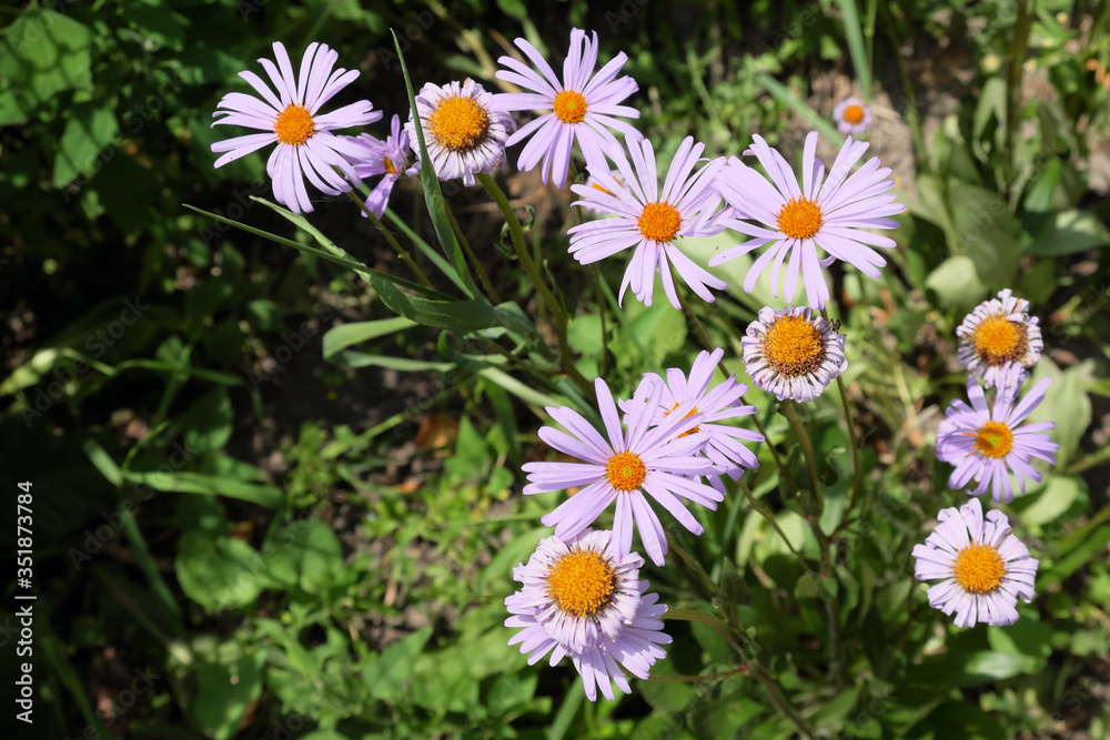 Daisies with purple petals. Little beautiful flowers. Daisies with purple petals. Little beautiful flowers.