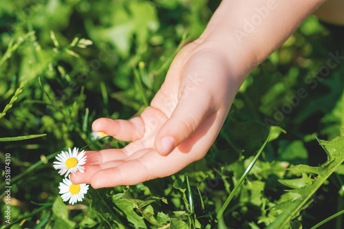 Hand of child picking a wild daisy on the green grass. Summer time. Selective focus.