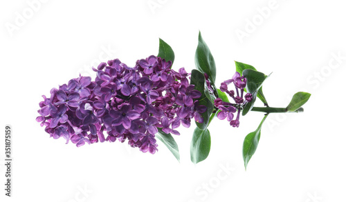 Beautiful blossoming lilac branch with leaves isolated on white