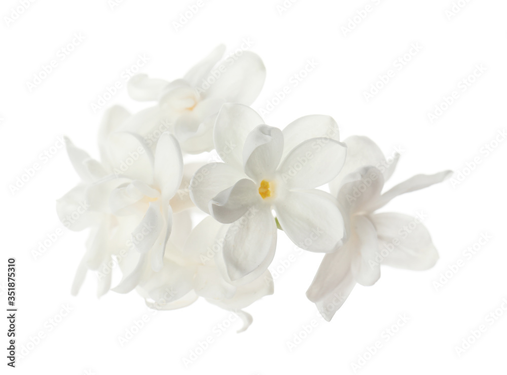 Beautiful fresh lilac blossom isolated on white Beautiful fresh lilac blossom isolated on white