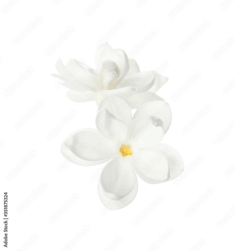 Beautiful fresh lilac blossom isolated on white