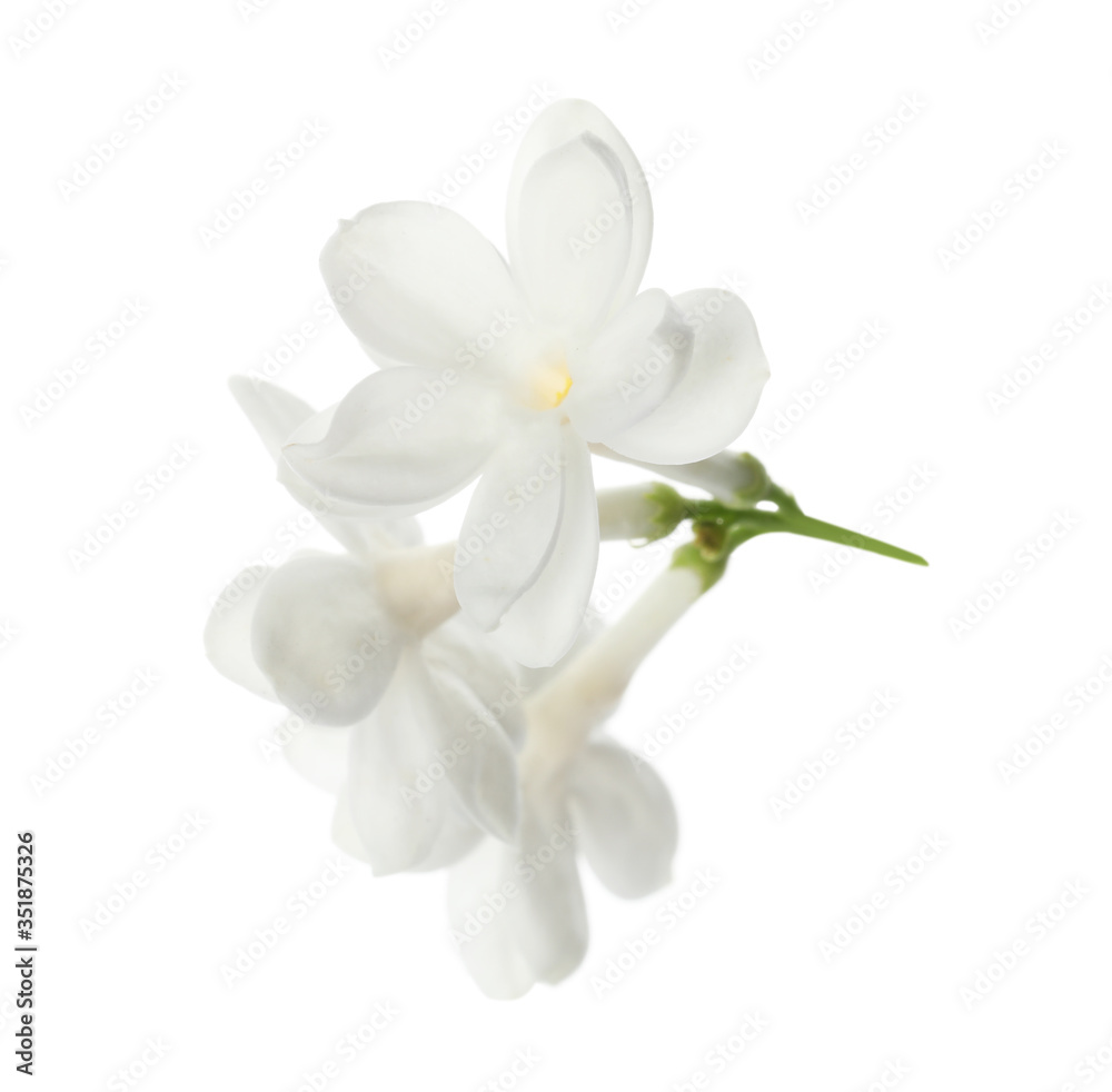 Beautiful fresh lilac blossom isolated on white Beautiful fresh lilac blossom isolated on white