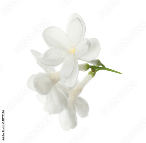 Beautiful fresh lilac blossom isolated on white