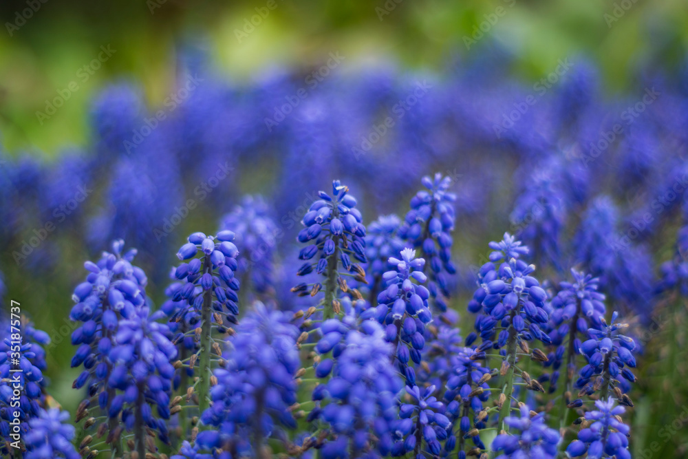 Muscari plant on a background of green grass Muscari plant on a background of green grass