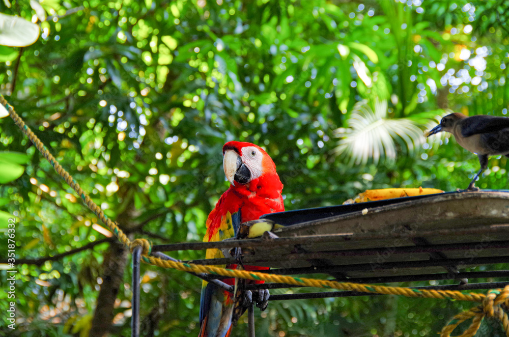 Beautiful red Macaw parrot sitting on tree branch in wildlife sanctuary