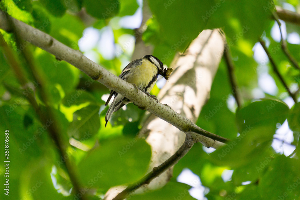 Fototapeta premium Vogel nach der erfolgreichen Nahrungssuche