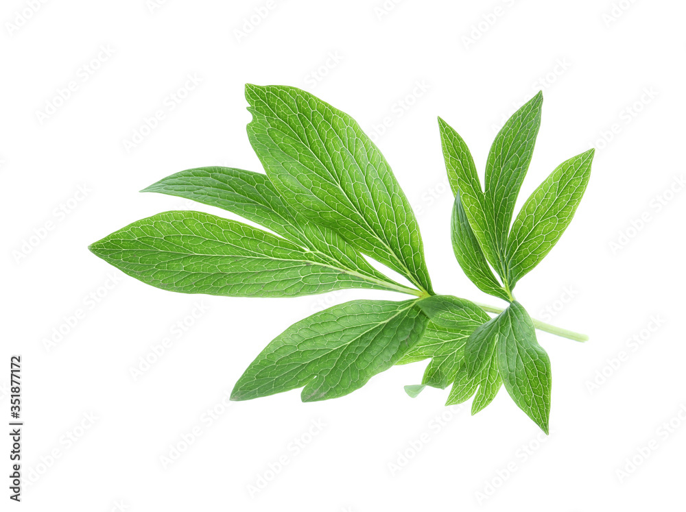 Fresh leaves of peony plant isolated on white Fresh leaves of peony plant isolated on white