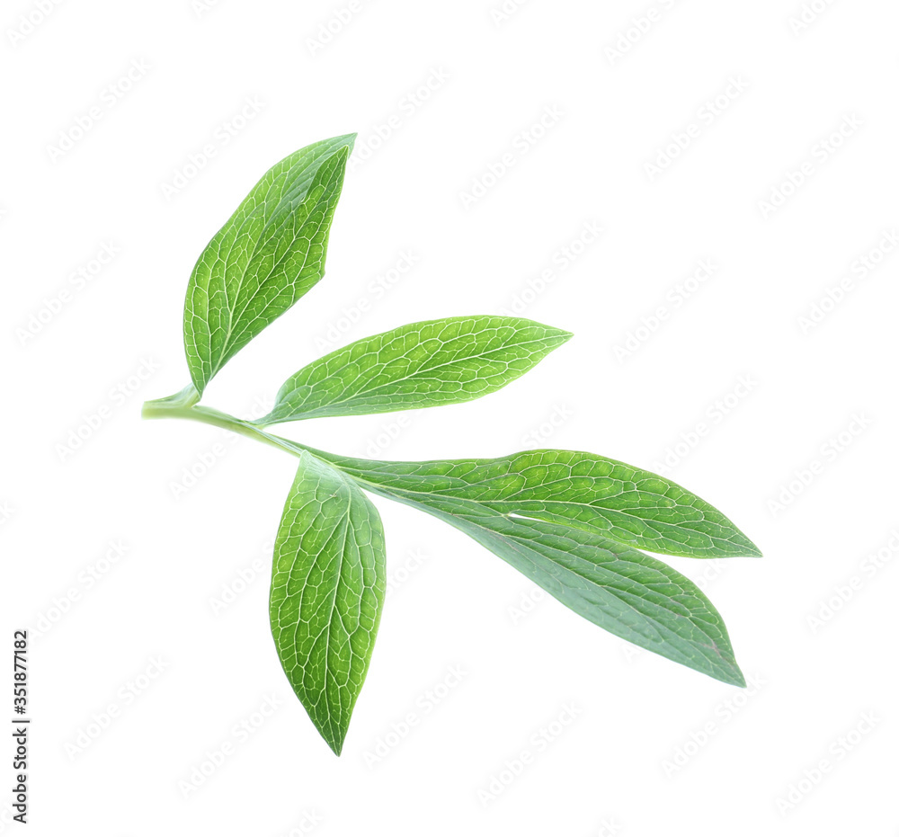 Fresh leaves of peony plant isolated on white Fresh leaves of peony plant isolated on white