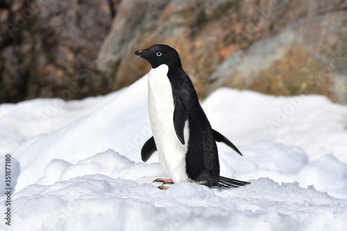 Adelie penguins  Hope Bay  Antarctica 