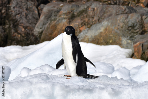 Adelie penguins  Hope Bay  Antarctica 