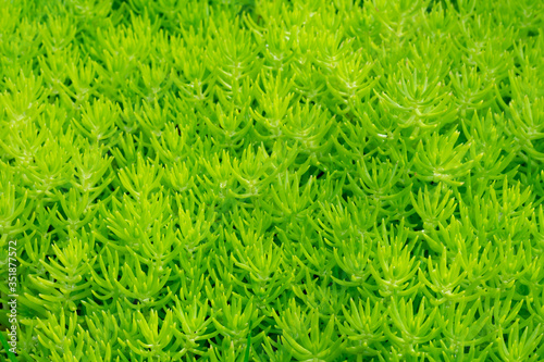 Sedum reflexum Angelina, also known as sedum rupestre Angelina. Pattern made of low growing, mat forming with needle-like succulent plants.