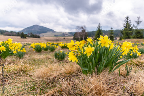 Wild yellow Narcissus on the mountain meadow and Bukovec hill on background. Jizerka village, Jizera Mounains, Czech Republic photo