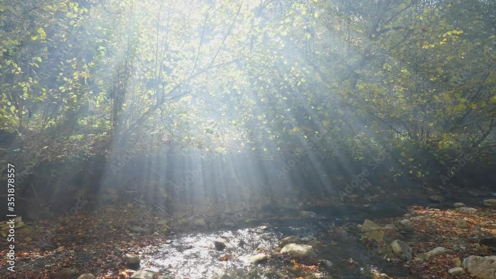 The morning fog in the autumn forest. The leaves changing color and peaceful forest. Autumn nature landscape. The morning fog in the autumn forest. The leaves changing color and peaceful forest. Autumn nature landscape.