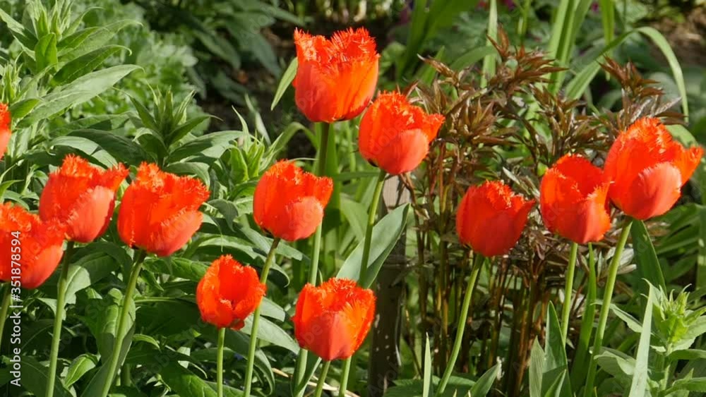 Beautiful red terry tulip in the garden, panorama Beautiful red terry tulip in the garden, panorama