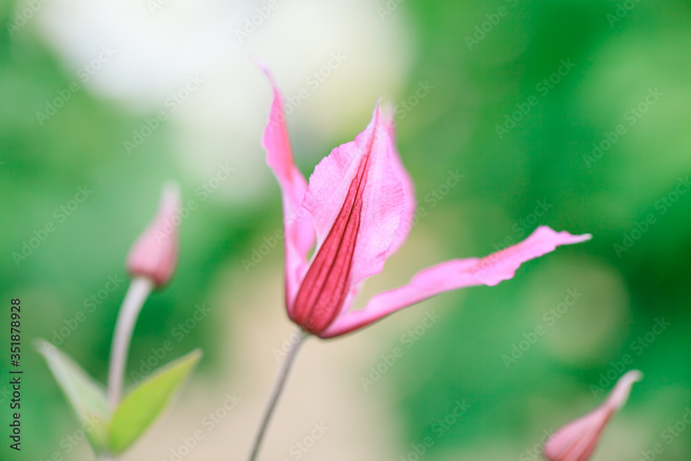 Fototapeta premium 赤いクレマチス/スパーク,火岳（かがく） /インテグリフォリア系