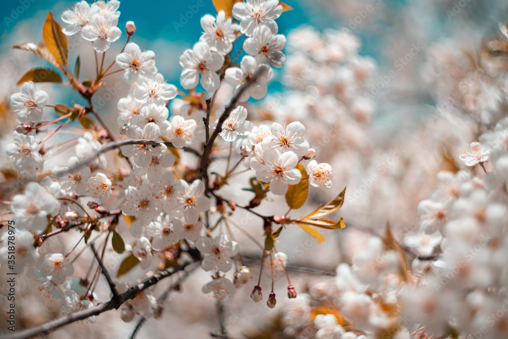 swirling background from blooming apple tree. spring mood. spring flowers shot on helios swirling background from blooming apple tree. spring mood. spring flowers shot on helios