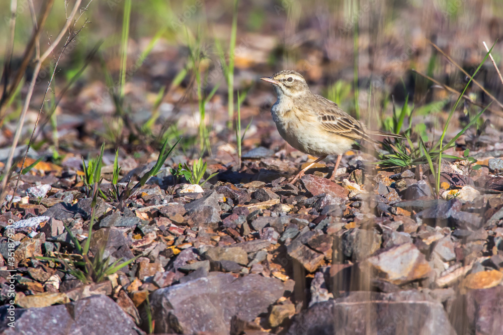 Tawny Pipit (Anthus campestris)
