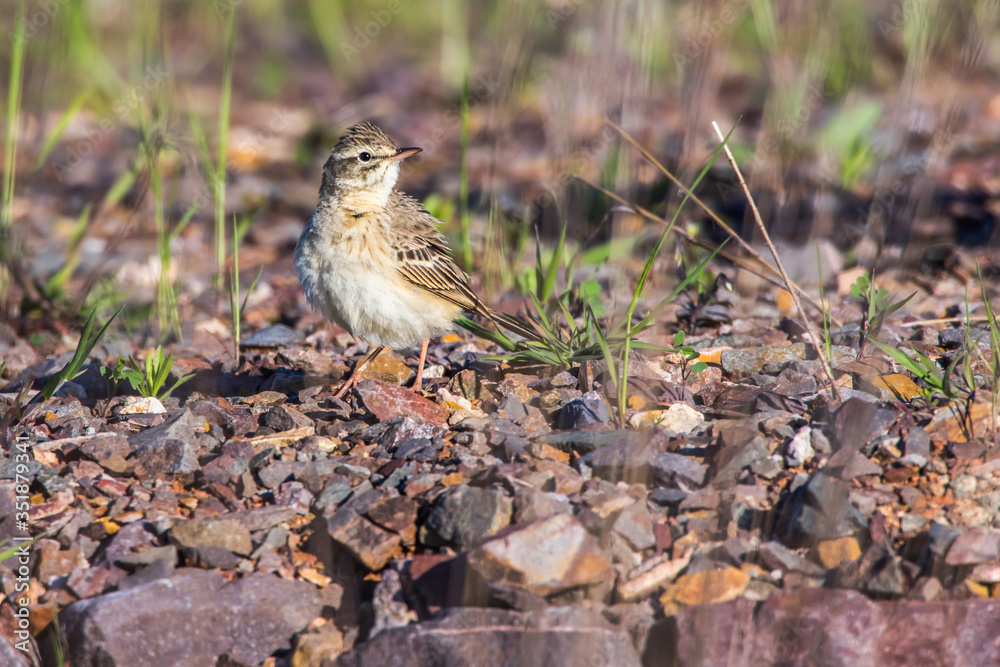 Tawny Pipit (Anthus campestris)