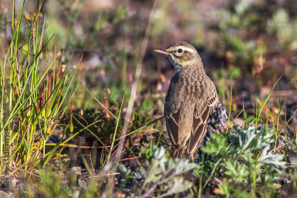 Tawny Pipit (Anthus campestris)
