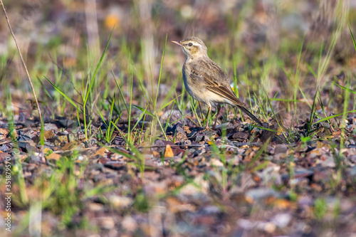 Obraz na płótnie Tawny Pipit (Anthus campestris) w salonie