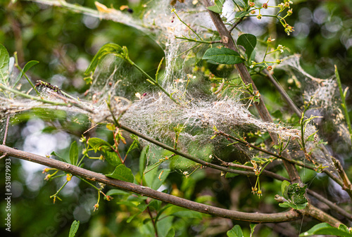 Krzewy oplecione pajeczyna.  Splatane krzewy. Zlapane dzike owady. Nasiona w sieci. 