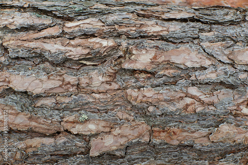 ripe pine bark texture close angle