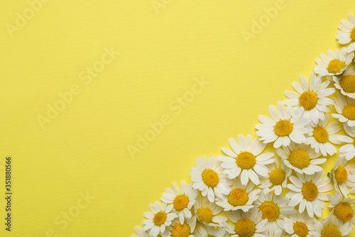 Beautiful chamomiles on yellow background, flat lay. Space for text