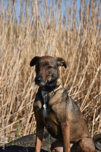 Sweet Faced Black and Brown Dog Sitting Quietly photo