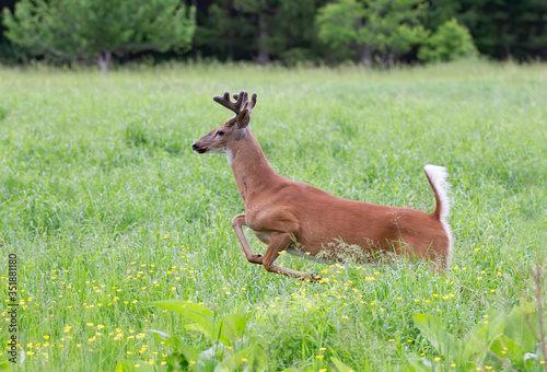 White-tailed deer buck with velvet antlers running through a meadow in the spring in Canada