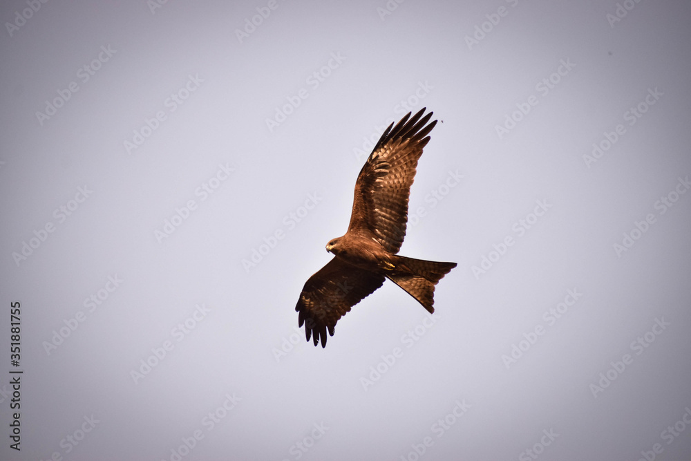 Obraz premium Flying brown eagle in New Delhi