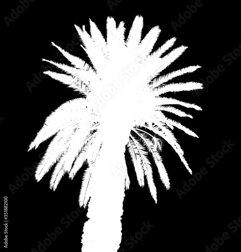 White silhouette palm tree isolated on black background Black and white photo. Negative color effect.