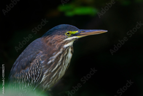 Green Heron fishing from a log looking over a green pond full of duckweed in Ottawa, Canada