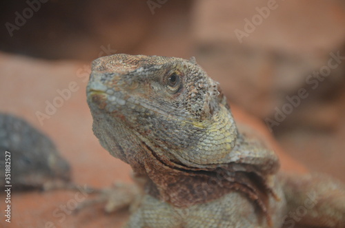 Australian native Jacky Dragon lizard  Amphibolurus muricatus
