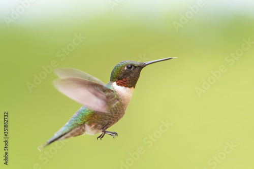 Male ruby-throated hummingbird isolated on a green background in flight