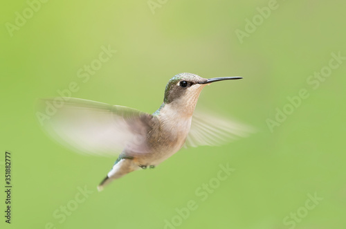 Ruby-throated hummingbird female isolated on a green background in flight