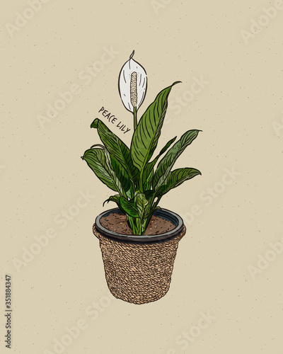 peace lilies. Hand draw sketch vector. photo