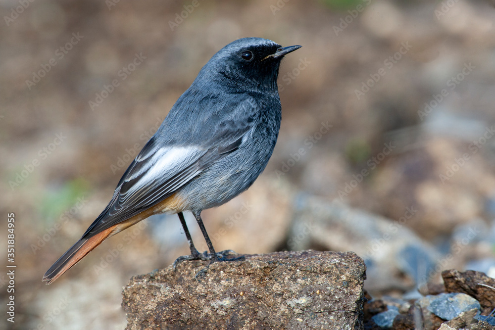 Black Redstart, (Phoenicurus ochruros) habitat bird. Black Redstart, (Phoenicurus ochruros) habitat bird.