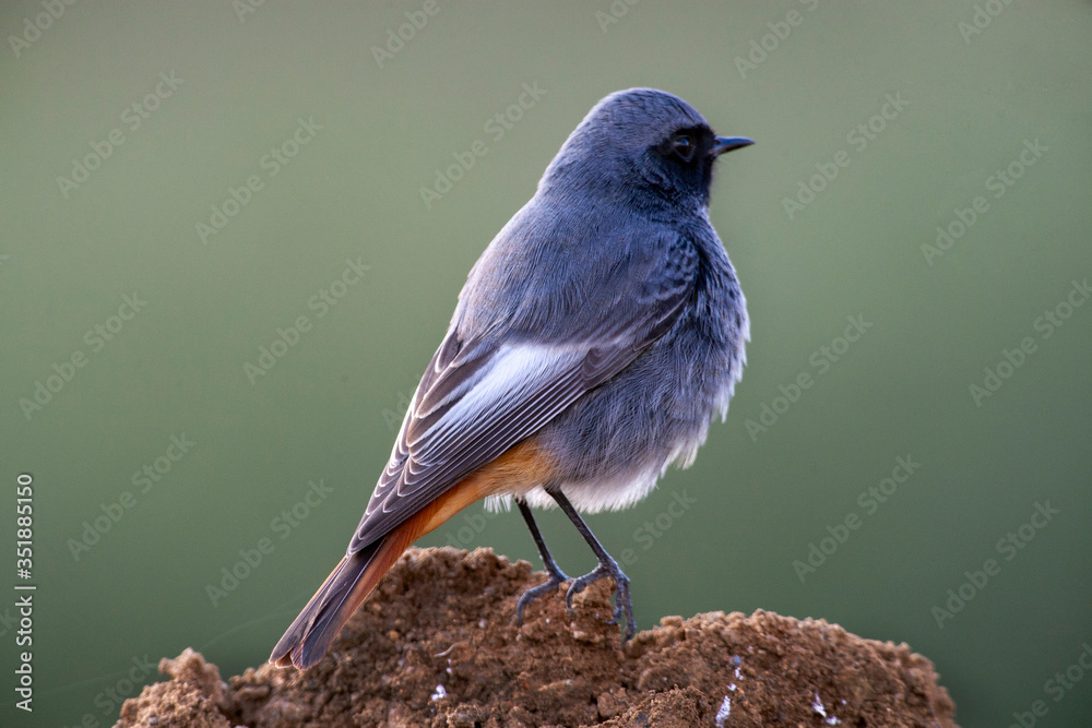 Black Redstart, (Phoenicurus ochruros) habitat bird. Black Redstart, (Phoenicurus ochruros) habitat bird.
