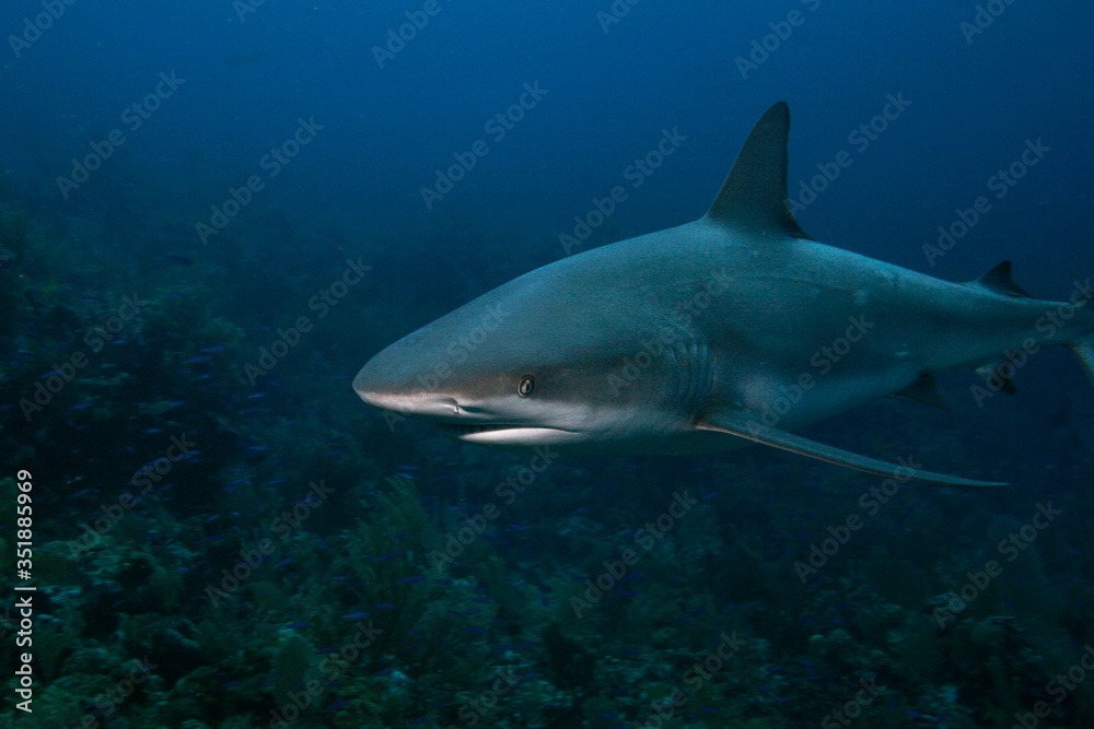 Fototapeta premium Caribbean Reef Shark, Carcharhinus perezi