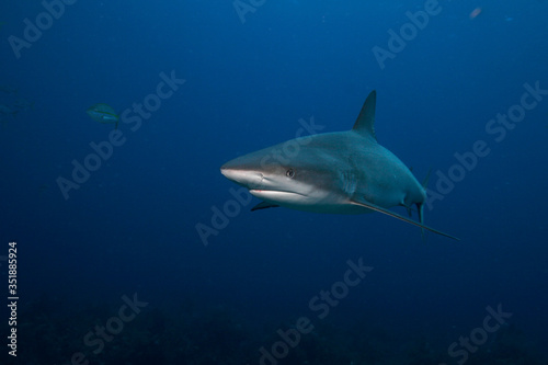 Caribbean Reef Shark, Carcharhinus perezi © Tsado