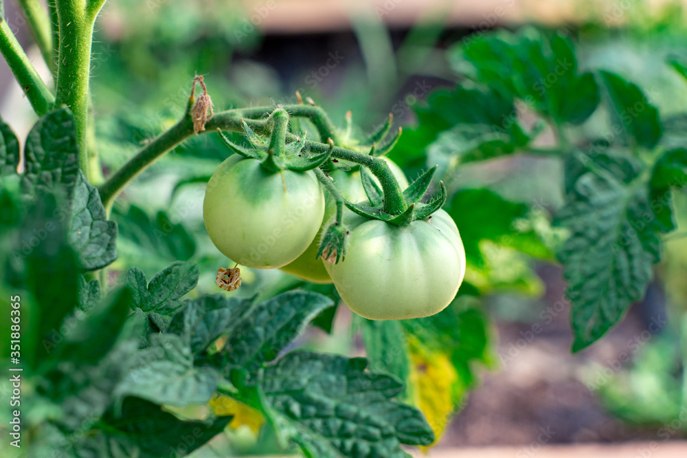 damaged by disease and pests of fall leaves and fruits of tomato damaged by disease and pests of fall leaves and fruits of tomato